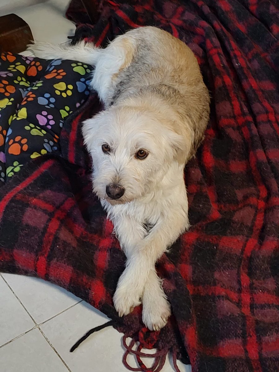 Firulais a salvo tweet media