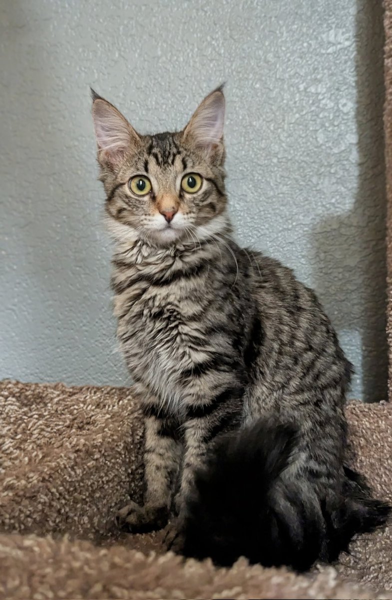 PetrichorRAS's tweet image. Good evening, friends!

Day 79: Kitten Growth Pic 📸