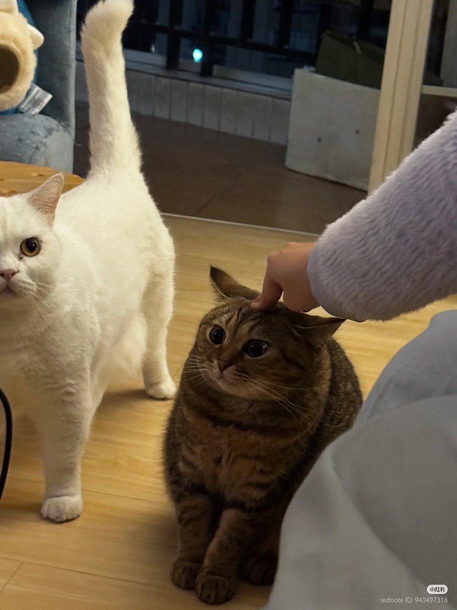 Cats for Happiness. tweet media
