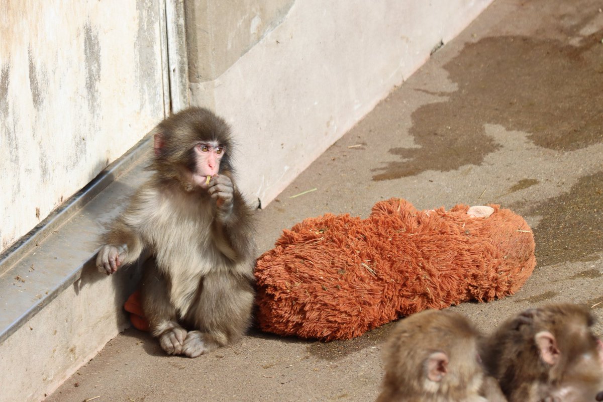 電車でパンチくんの話をして同情していたママさんがいた。 SNSで有名に