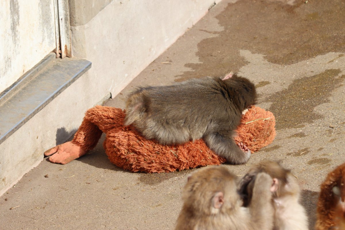 SbbFFBE2sVWOBjf's tweet photo. パンチに会いに行ってきた🐒
オラン母さんがいるから安心だけど、自分から他のおサルたちにも近付いてるし、元気そうで良かった😊
📷️2026.2.10
#がんばれパンチ 
#ニホンザル 
#市川市動植物園 https://t.co/ugTclvTjcz