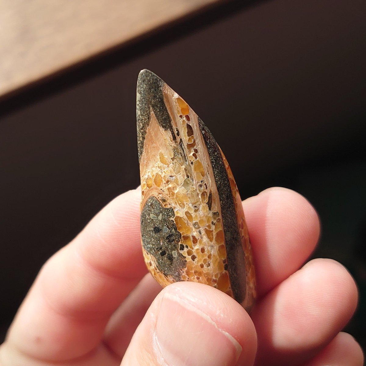 カルサイト化した骨の化石

カルサイト化した巻貝より更に珍しい化石。

石灰を全て取り除き、滑らかになるよう削って磨きました。

だいぶ小さくなりましたが💦オレンジ色のモザイク模様が美しいです👍️

#ビーチコーミング #化石 #カルサイト #方解石