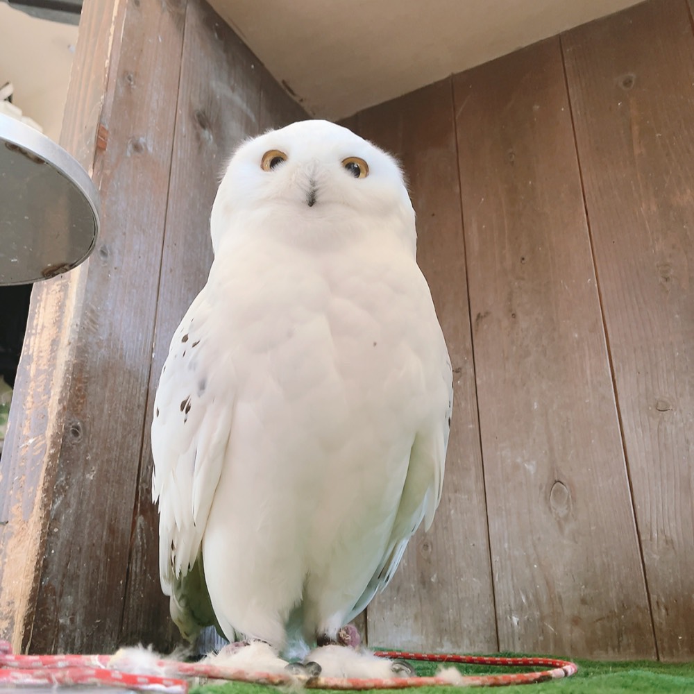 【原宿店】
どすこーーーーい🦉✨✨

#シロフクロウ #可愛い #もふもふ #推しが尊い #owlcafe