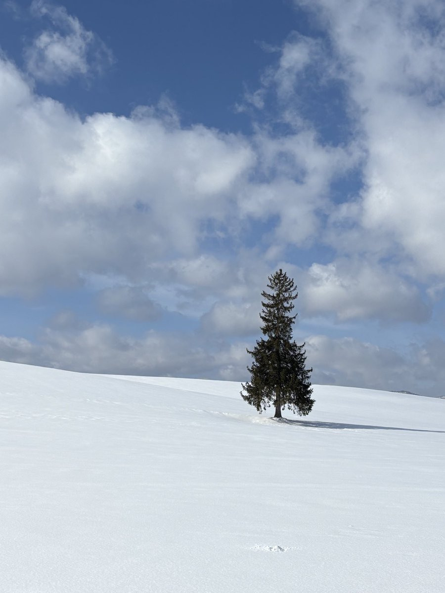 (개인사유지에있는나무를찍자고몇십명의칸코쿠진들이우루루몰려서줄서서포즈잡고사진을찍고있는게쓰읍그정돈가싶으면서눈이굉장히하얘서눈부심)

크리스마스트리~🎄