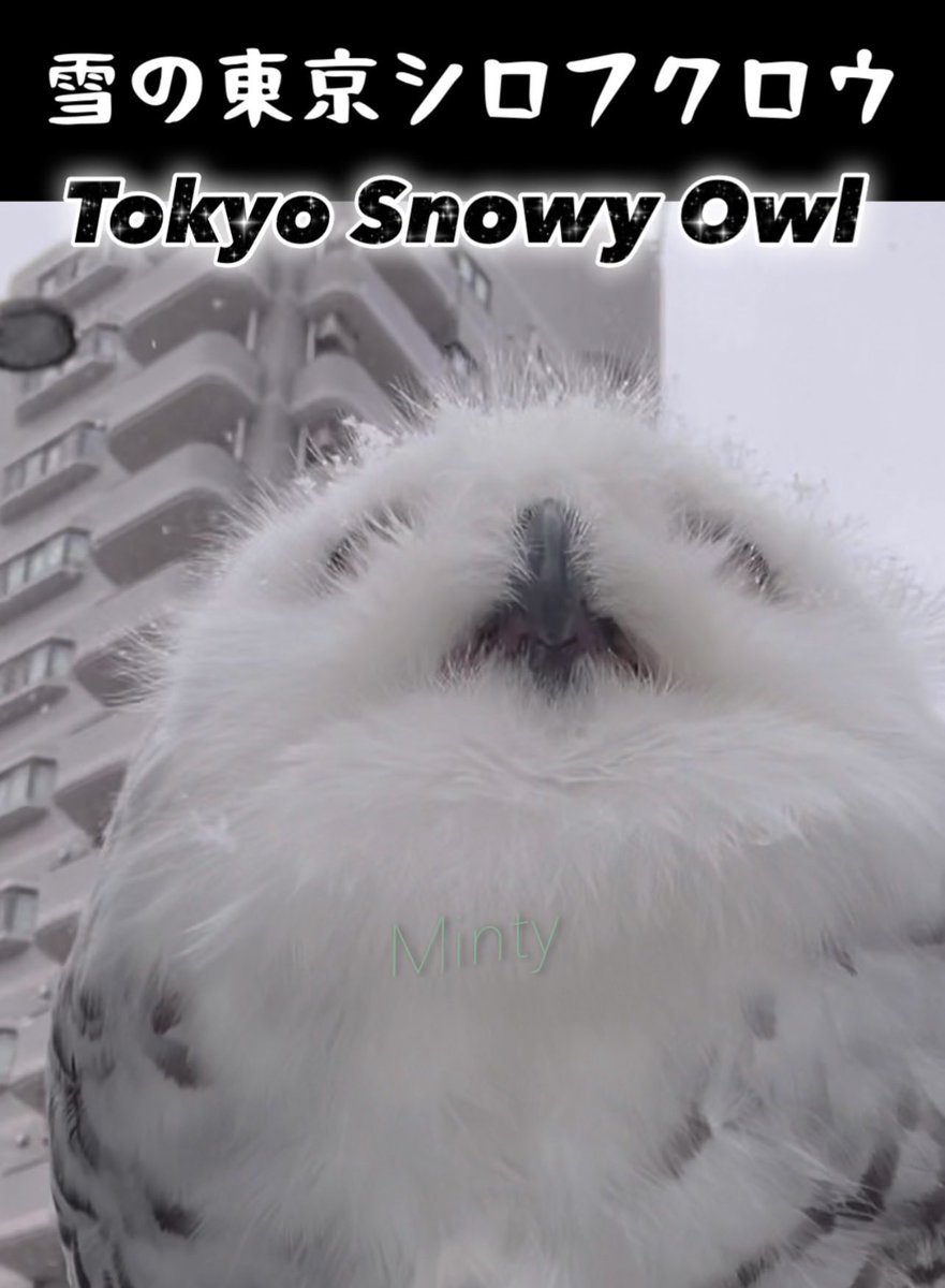 雪の東京シロフクロウ
【YouTube】youtube.com/shorts/yz2Gtmz…