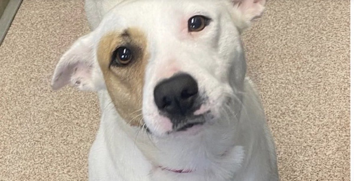 Help dogs and puppies start fresh 🐶🛁
Volunteers bathe pups before spay/neuter surgery so they go home clean and comfy. It’s wet, a little wild, and totally worth it. x.gldn.io/x0w1JsRlD0b