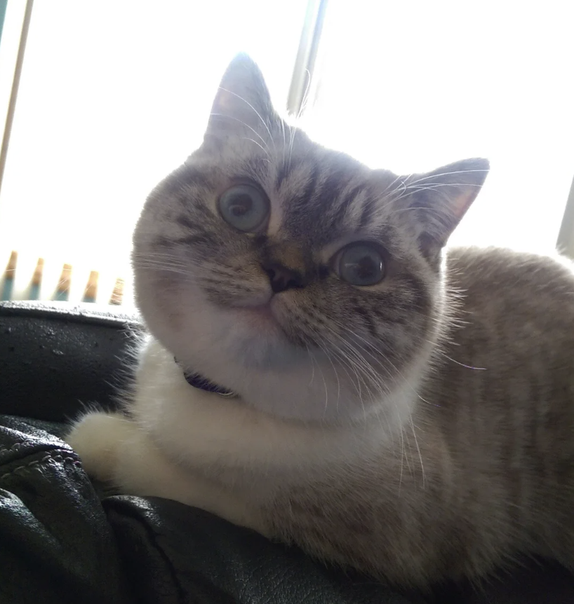 𝙶𝚊𝚕𝚕𝚊𝚐𝚑𝚎𝚛 🌻 tweet media