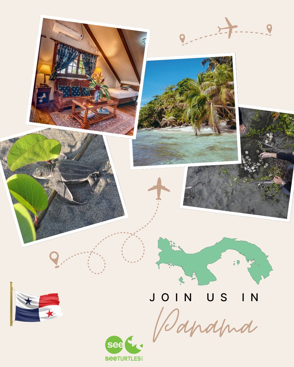 SEE Turtles tweet media