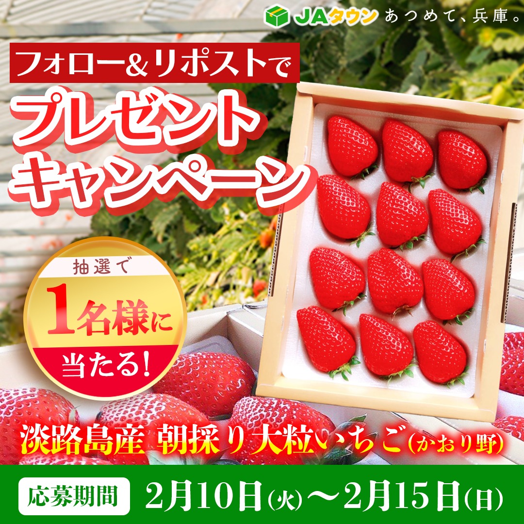 ／
今月【2度目】のキャンペーン🎉
フォロー＆リポストキャンペーン開催🎁
＼

🌿この季節はやっぱりコレ
🍓淡路島産 朝採り大粒いちご《かおり野》

サクッとした食感と
上品に広がる甘い香りが魅力✨

🍓【応募方法】
① <a href="/JA_zennohhyogo/">JA全農兵庫【公式】/ あつめて、兵庫。 | JAタウン</a> をフォロー
② この投稿を 2/15（日）までにRP