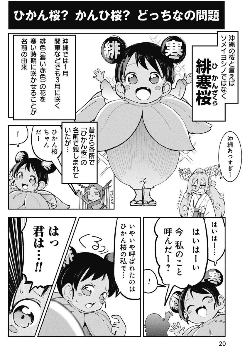 沖縄の桜は1月に咲くという話(2/4) 