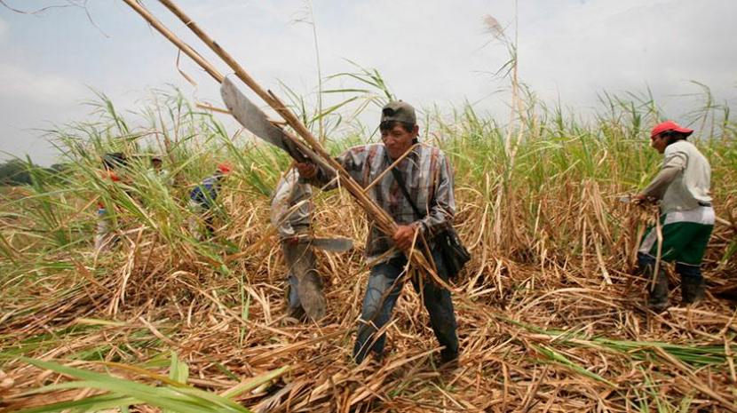 Hoy nos reíamos de eso, el campo de caña de azúcar en el Super Bowl perfectamente pudo ser Tucumán 🇦🇷 Pero no, ellos son europeos 🤣