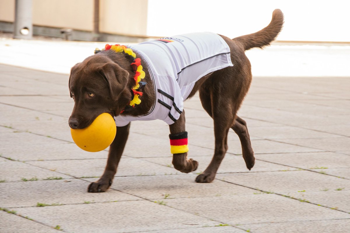 kninepets's tweet photo. Pick your pup’s favorite toy 🎾, keep the fun upbeat 🐕💨, and make safe play the priority for a happy, healthy dog 🐾❤️

https://t.co/6eA1KQIeMX

#FetchFun #DogPlaytime #HappyPup #Zoomies #DogToys #PlayAllDay #SafePlay #ActiveDogs #HealthyDogs #PetAdventure https://t.co/2AU3njJewK