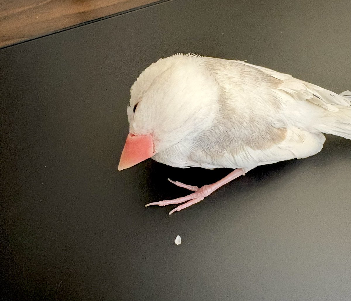 🐥ｶｲﾇｼ~ﾁｲｻｲﾊﾈﾄﾚﾀ~