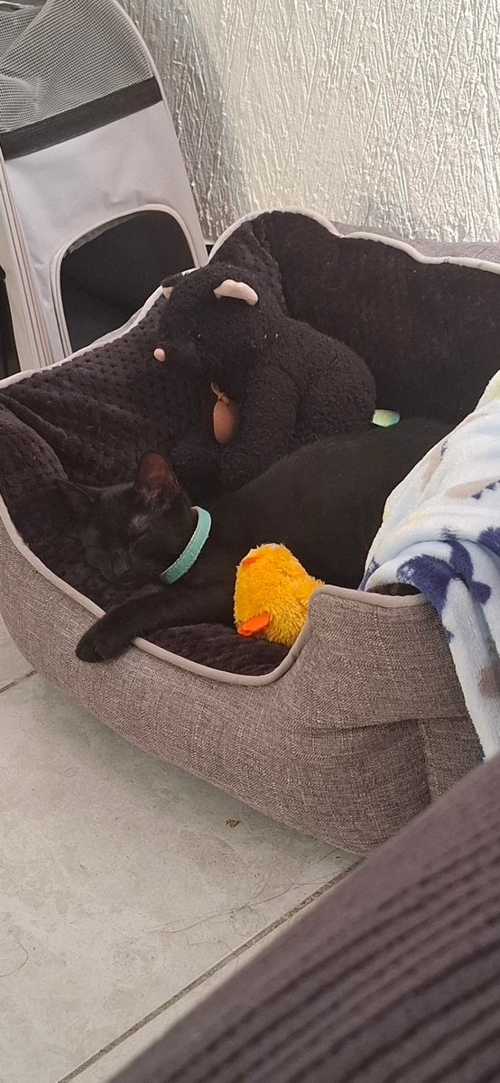 ELFishSS's tweet image. A veces no entiendo como esta cosita tan pequeña alegra mis dias siempre 🥹💖