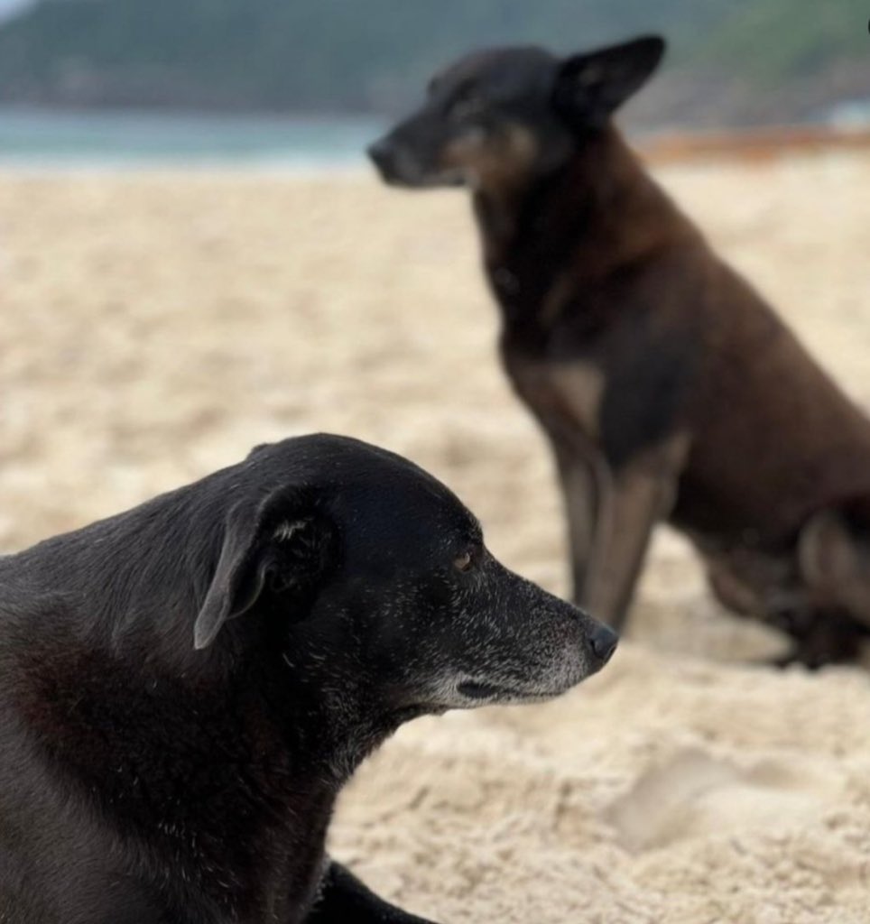 kaarolzx's tweet image. Infelizmente a pretinha, companheira do Orelha partiu 🥺

A record expôs que que ela e o Orelha saíram juntos em direção à praia no momento de crime, mas só ela voltou. Ela viu tudo. O veterinário disse que ela ficou muito abatida, não queria comer, brincar…que o céu a receba 🤍
