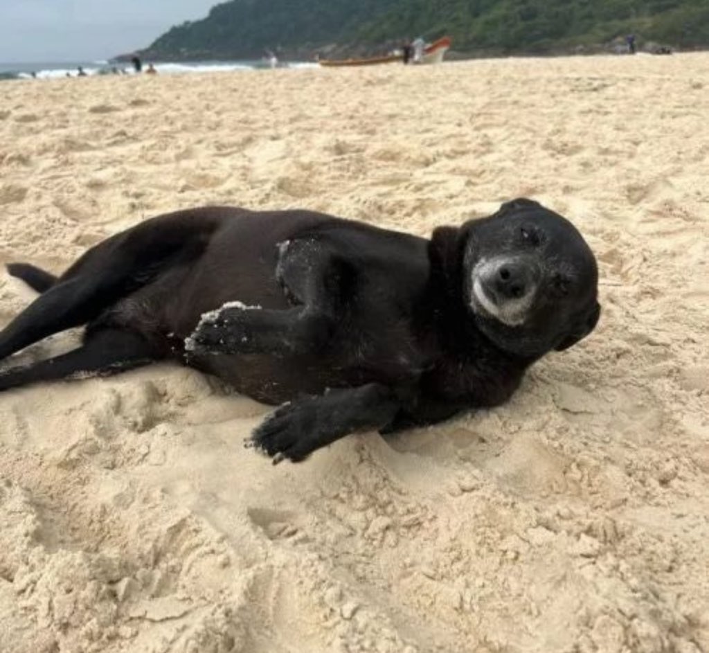 kaarolzx's tweet image. Infelizmente a pretinha, companheira do Orelha partiu 🥺

A record expôs que que ela e o Orelha saíram juntos em direção à praia no momento de crime, mas só ela voltou. Ela viu tudo. O veterinário disse que ela ficou muito abatida, não queria comer, brincar…que o céu a receba 🤍