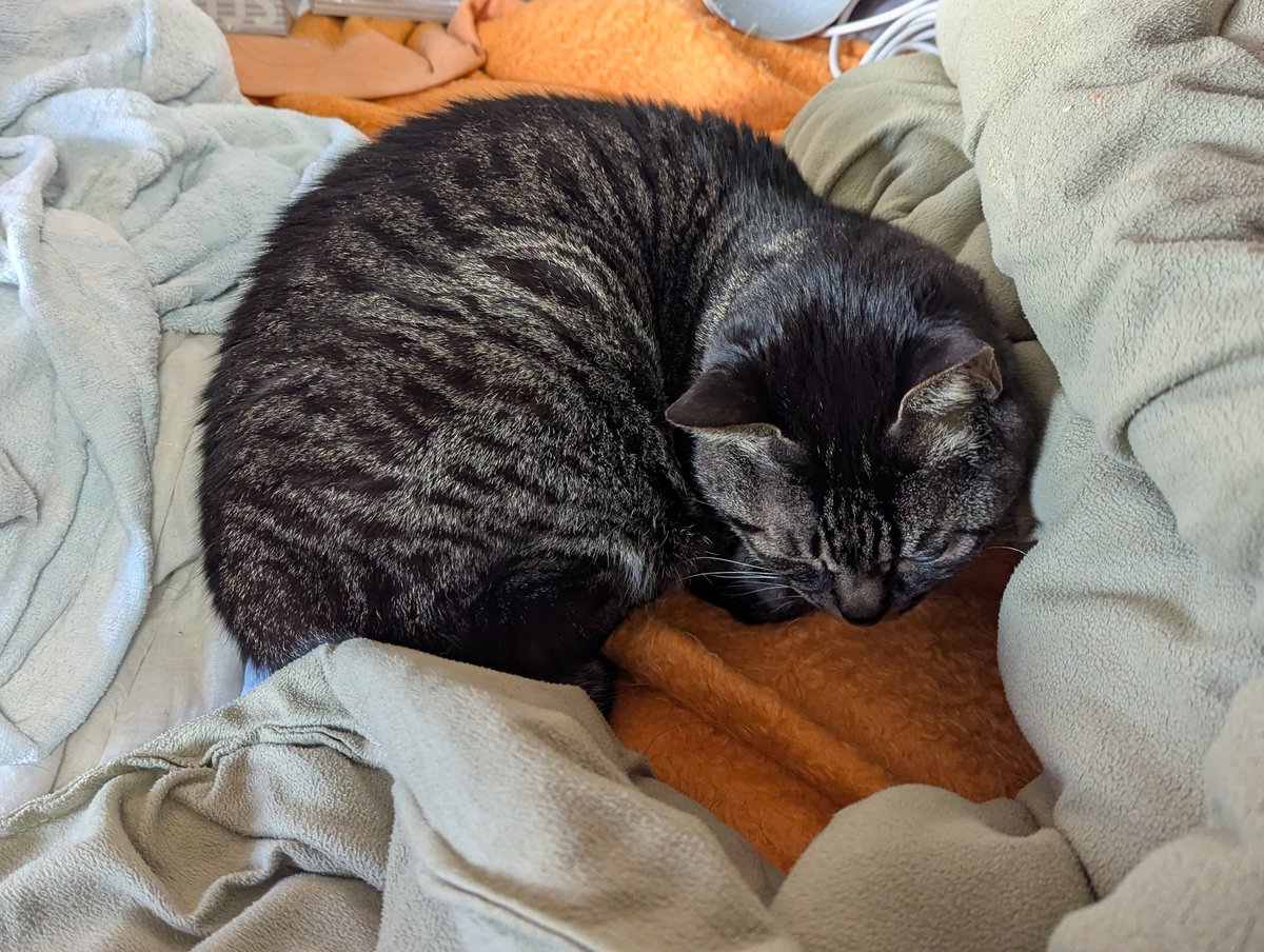 🧍「可愛い寝姿〜」📸
😾（！？！？）

😾「起こすでニャい（怒）」
🧍「ごめん…」

#サバトラ #ねこのいる幸せ