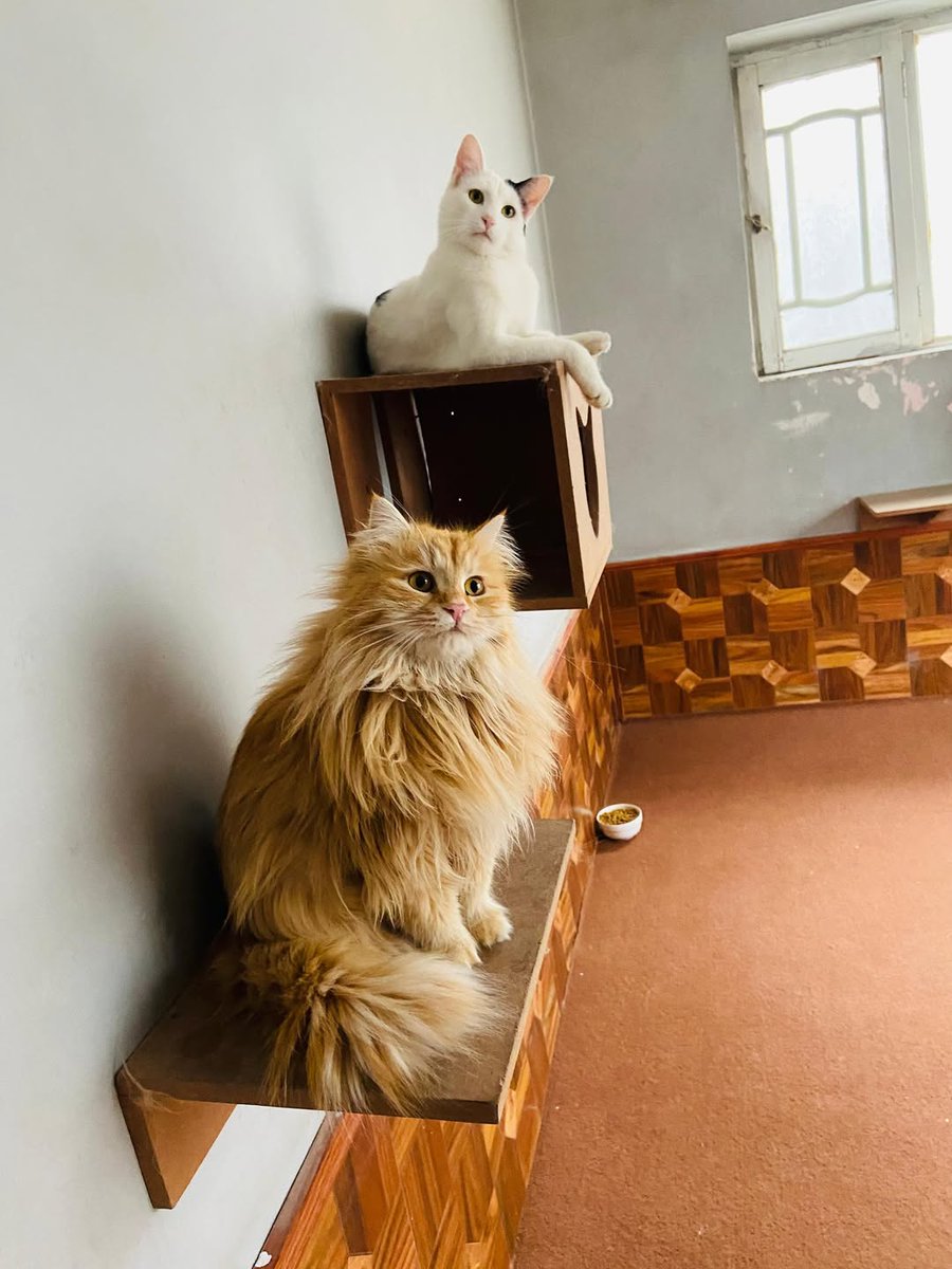 Donate a ☕️ and double your 🗳️ today! Our 'minimum donation' on My Giving Circle is now permanently set at $ 5️⃣, and we're so grateful that they listened to our feedback about allowing rescues to set their own limits. Small donations have paid for our hospitals, our planes, our