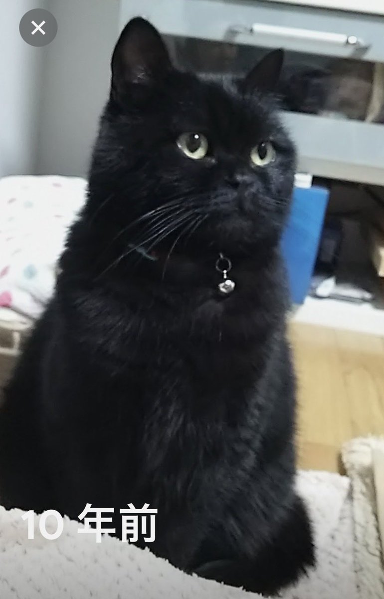 10年前のアルさん発見！今よりふっくら
コルティナオリンピックをみていて思うんだけど、もう4回は一緒に見てるんだなあ
ソチも平昌も北京も