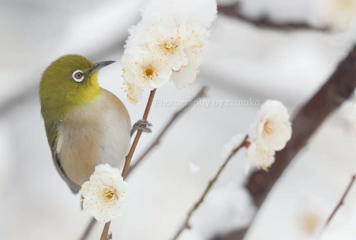 MIM_ramuko's tweet photo. “雪の花”
#メジロ
#JapaneseWhiteEye
#野鳥観察 #野鳥 #自然 #bards
#birdphotography https://t.co/4epyJ1TTlp