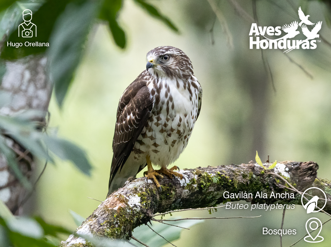 AVE DE LA SEMANA
El Gavilán Ala Ancha (Broad-winged Hawk en inglés) es una de las rapaces más numerosas que cruzan Centroamérica durante la migración.

📷 Hugo Orellana, miembro de Aves Honduras.
🌐Visita aveshonduras.org