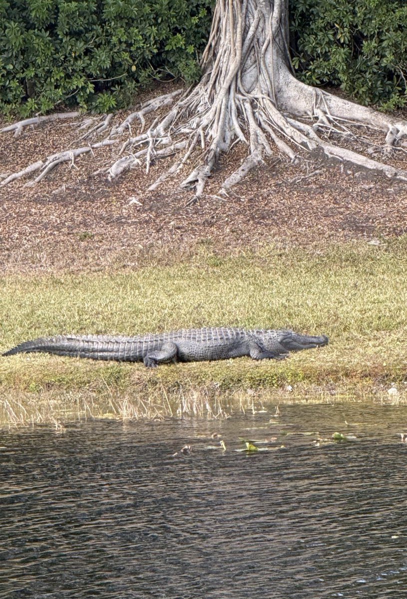 Gator in my neighborhood in South Florida!