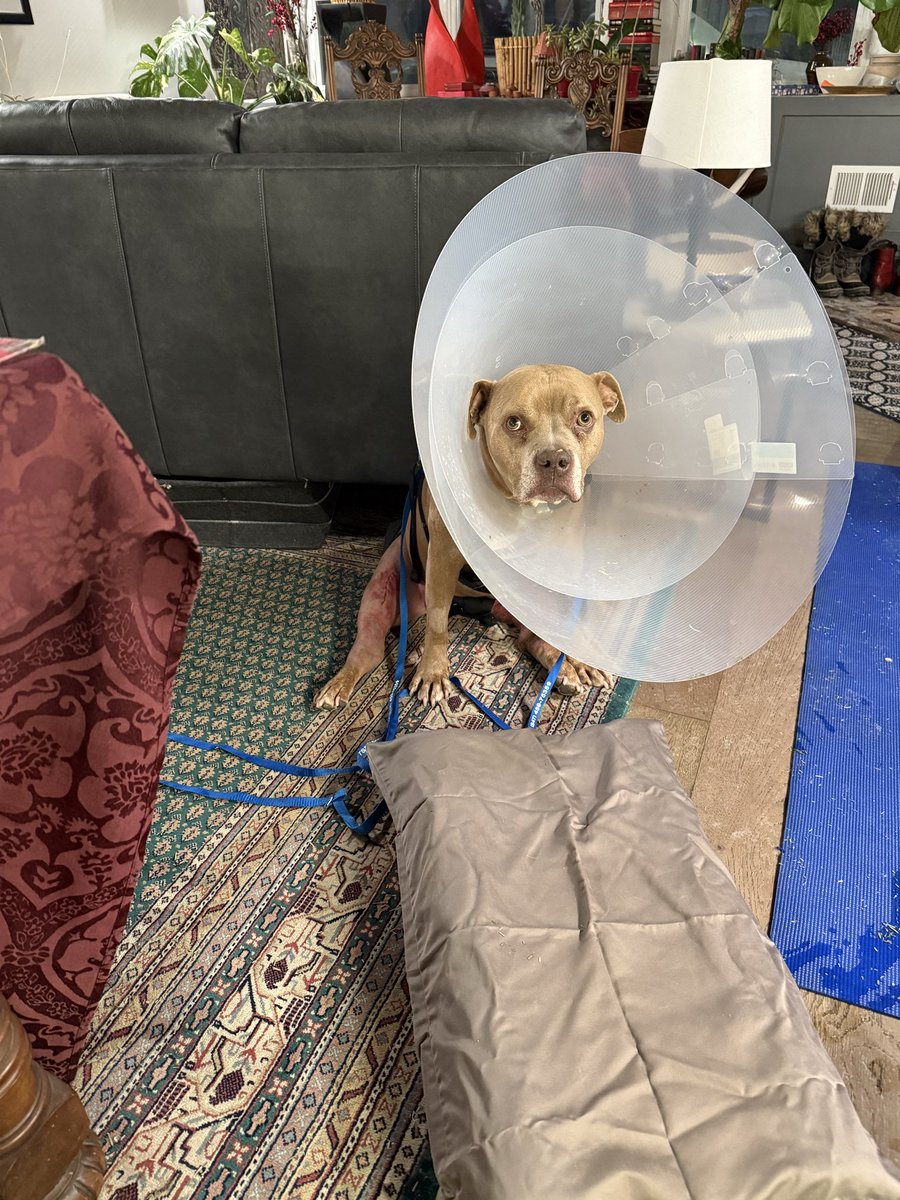 bethany l peters, phd tweet media