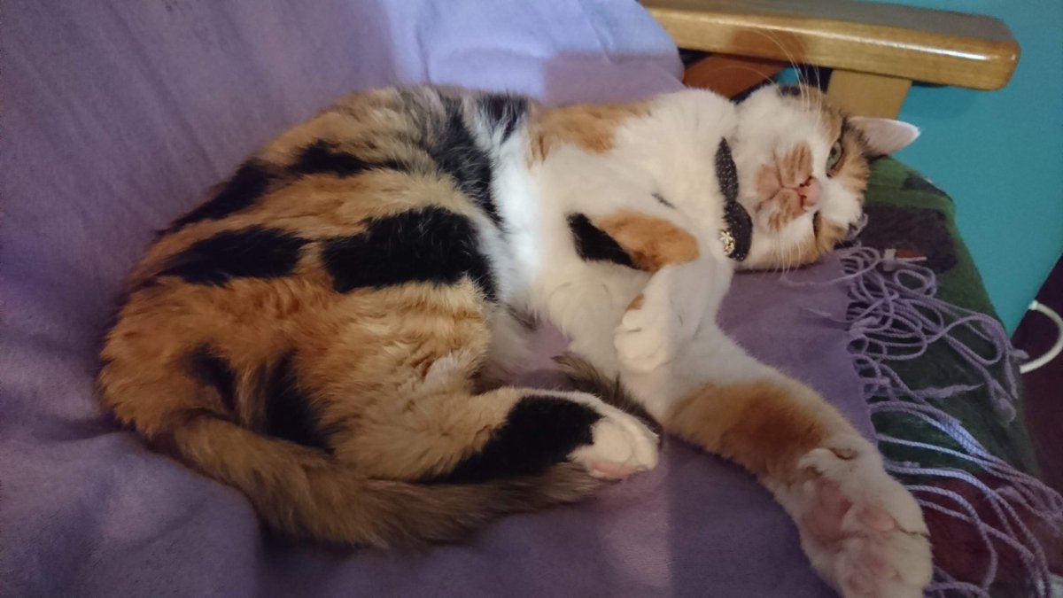 ２月１０日㈫の、思い出みーちゃん🤗
🌟2020🌟
ホカペコーナーでまったり過ごしています🐹💕
遊んで欲しそうですね～🥰

各地で雪の影響がまだまだ続いてますね⛄
今日から暖かくなる予報も出てるので、雪崩や落雪にお気をつけください🙏