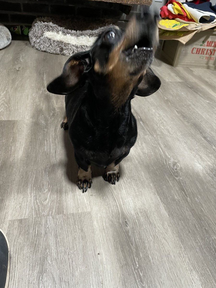 Karls (legally baby) tweet media