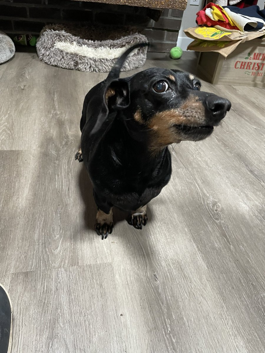 Karls (legally baby) tweet media