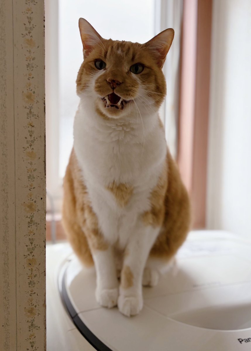 アチャ (@acha_acha04) / Highlights / X