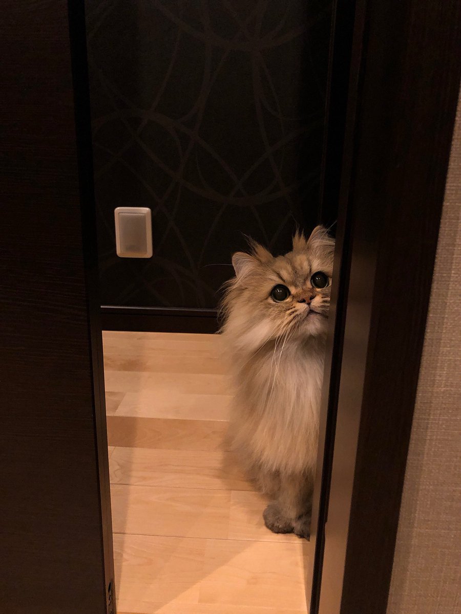 おウチのひと と 遊びたいパピ🐱