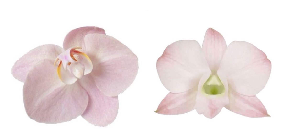 𓈒 ࣪ ˖ (@heartzjpg) on Twitter photo 