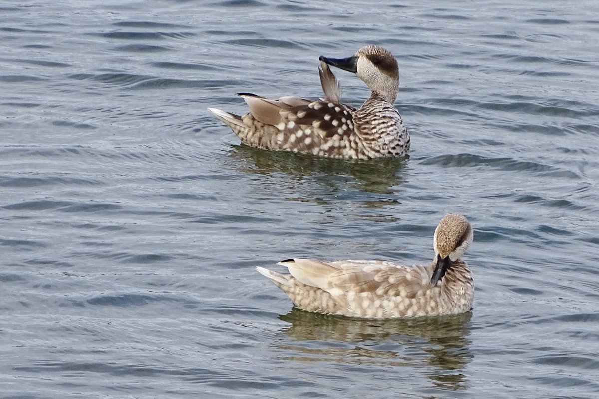 Cerceta pardilla (Marmaronetta angustirostris). De tal palo, tal astilla! Mi hijo de 8 años no solo se estrena con la cámara, sino que se marca este bimbo de categoría.
Verlas en las Tablas de Daimiel es un privilegio, pero encontrarlas en tal número y tan confiadas es un regalo