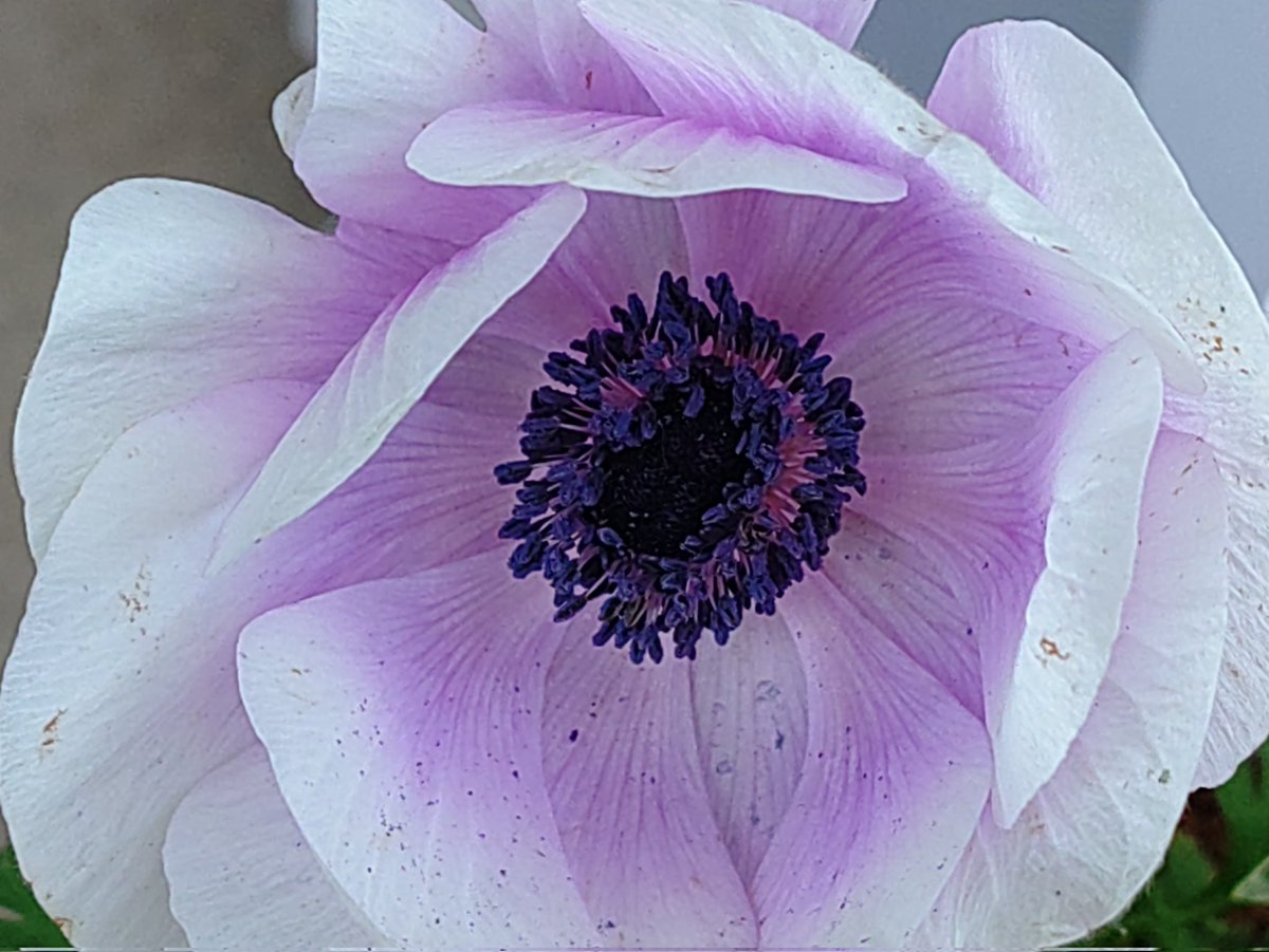 今朝のアネモネ #TLを花でいっぱいにしよう