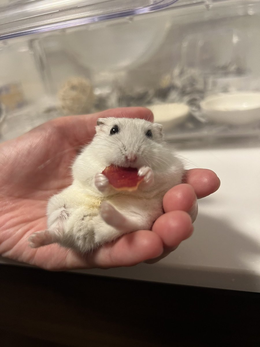 百獣の王 (@daitokaisaitama) on X