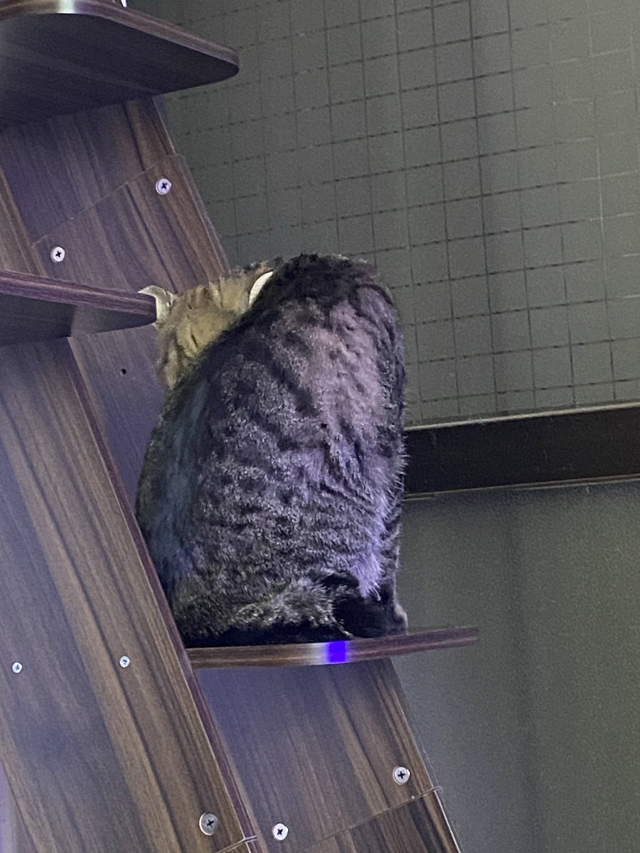 おはようございます。
寝る時はデレデレで添い寝してくれるけど、起きるとツンになる。

#銀ちゃん
#保護猫
#キジトラ
#鍵尻尾
#猫好きさんと繋がりたい