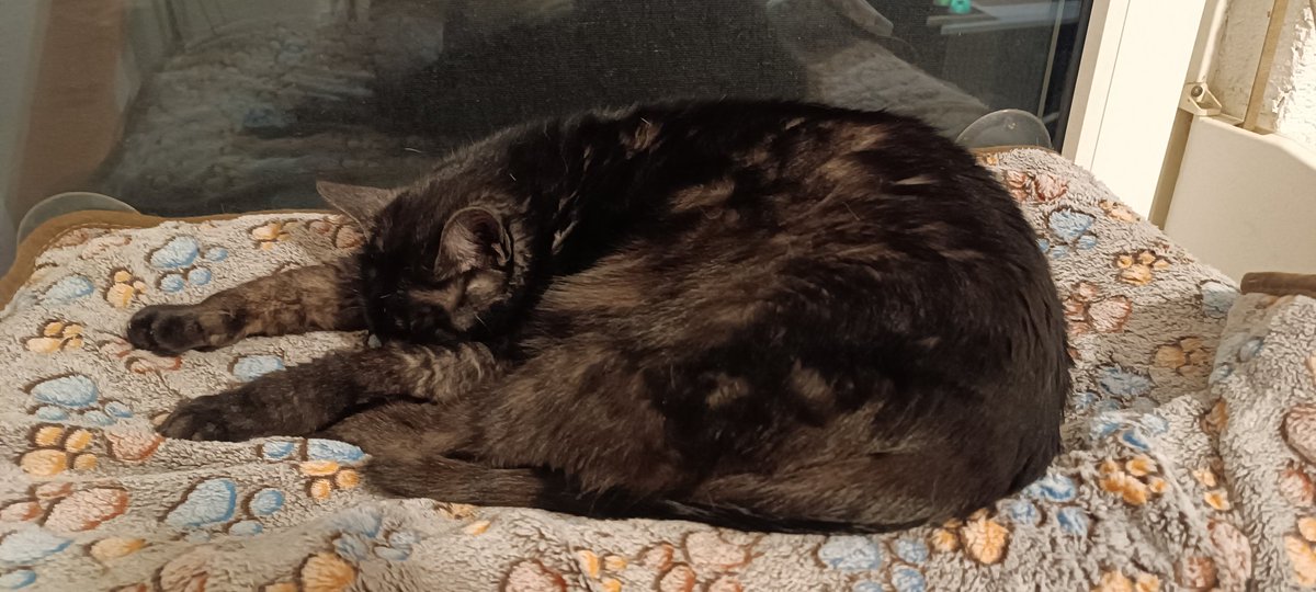 CloeyTkittyCat's tweet photo. Shrimpifiziert 🍤 https://t.co/t1udaM77f7