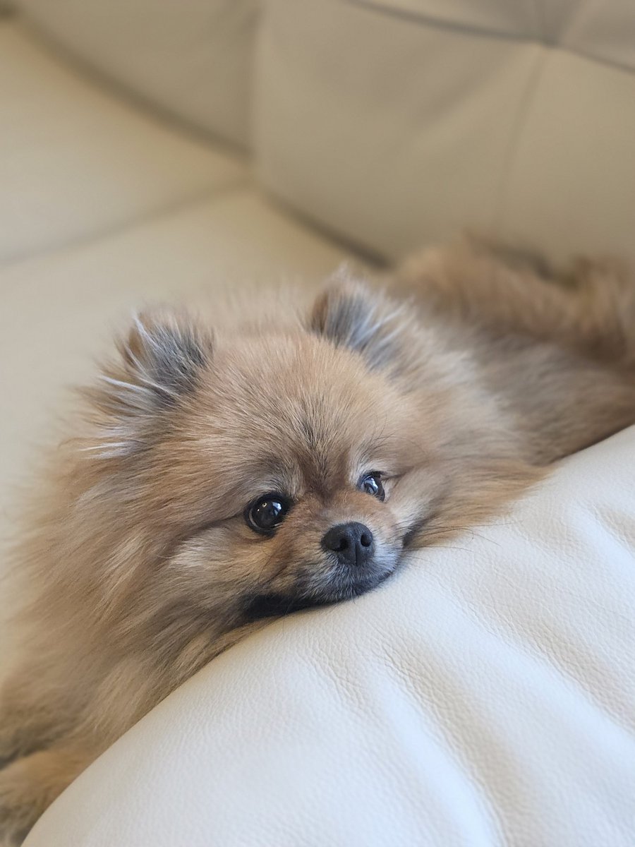 ポメラニアンのポメリー (@pome_pommery) / Posts / X