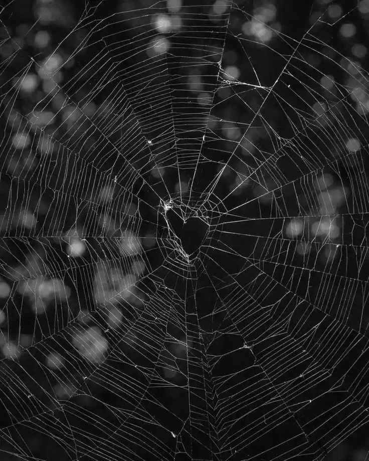 BunnieKat1962's tweet image. #Spiders
#Hearts