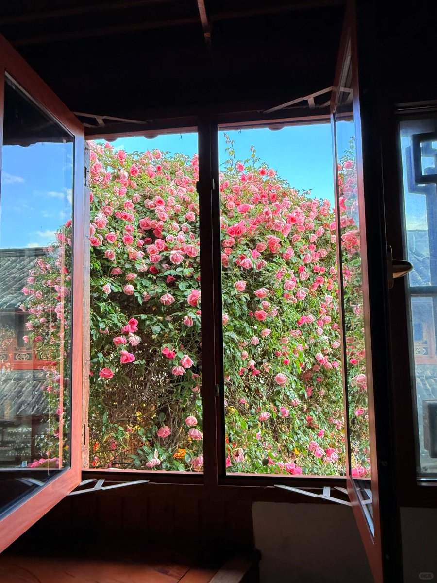 I photographed a sea of ​​roses in Lijiang.