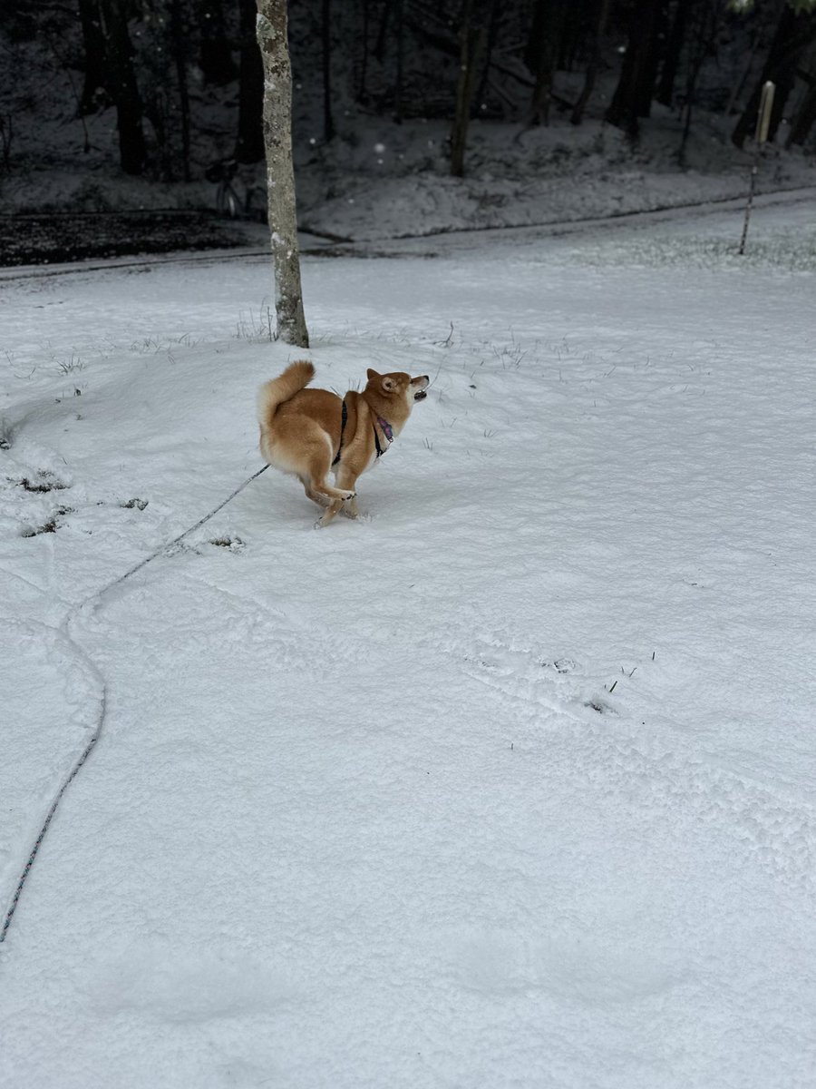 \雪だっ！ﾋｬｯﾎｰｰｰｰｲｯ！！/