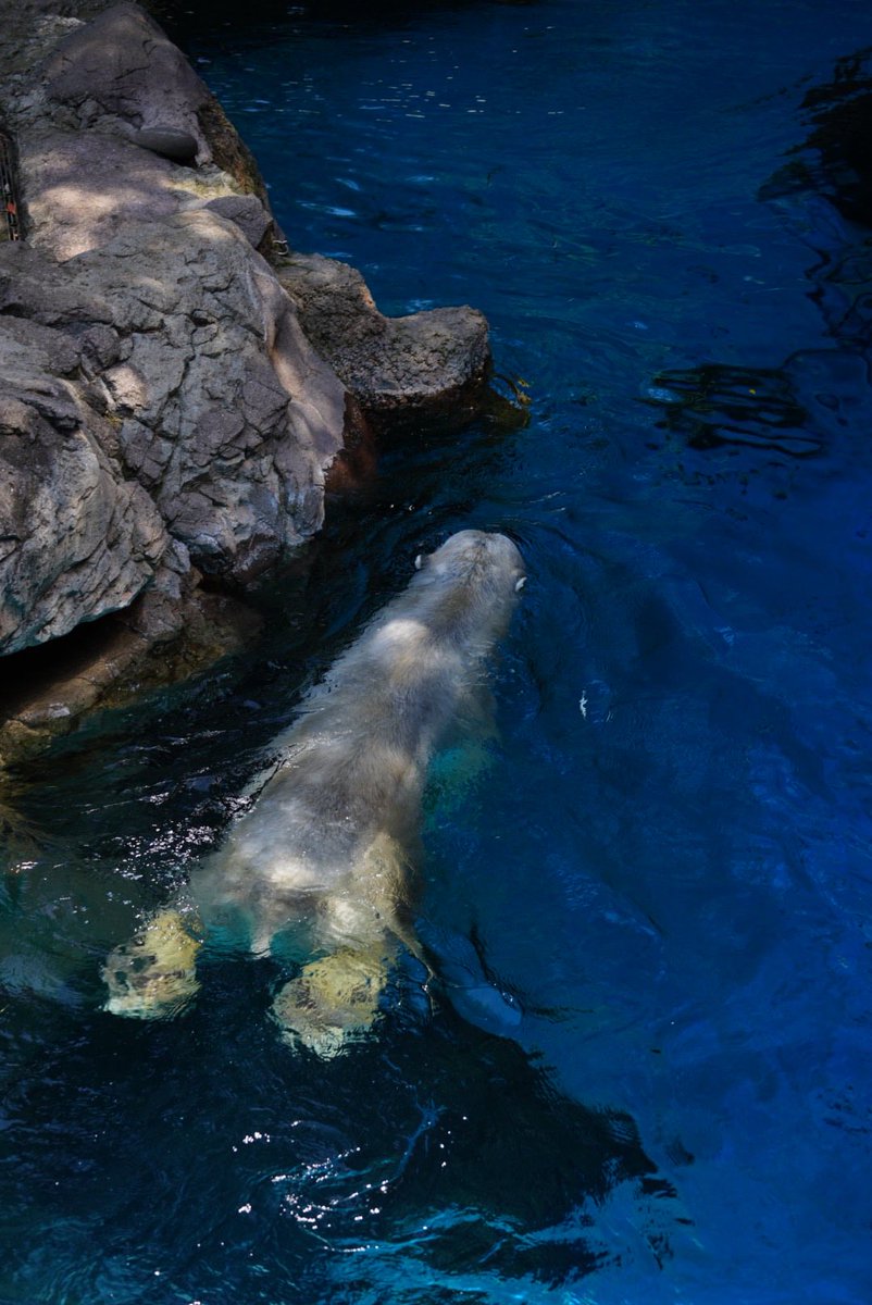 人の手による繁殖はもういい。ホッキョクグマだけじゃなく他の全ての飼育下の動物達も。動物園は今生きてる飼育下の動物たちを最後まで幸せに暮らしてもらうことを優先して、今後は野生動物の傷病動物の受け入れ施設として役割を変えて行くべきだと思う。今生きてる動物たちを全力で支えたい。 #ゴーゴ