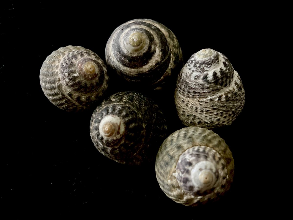 貝殻日和 (@uvYHeMSrf1DLWwf) / Posts / X