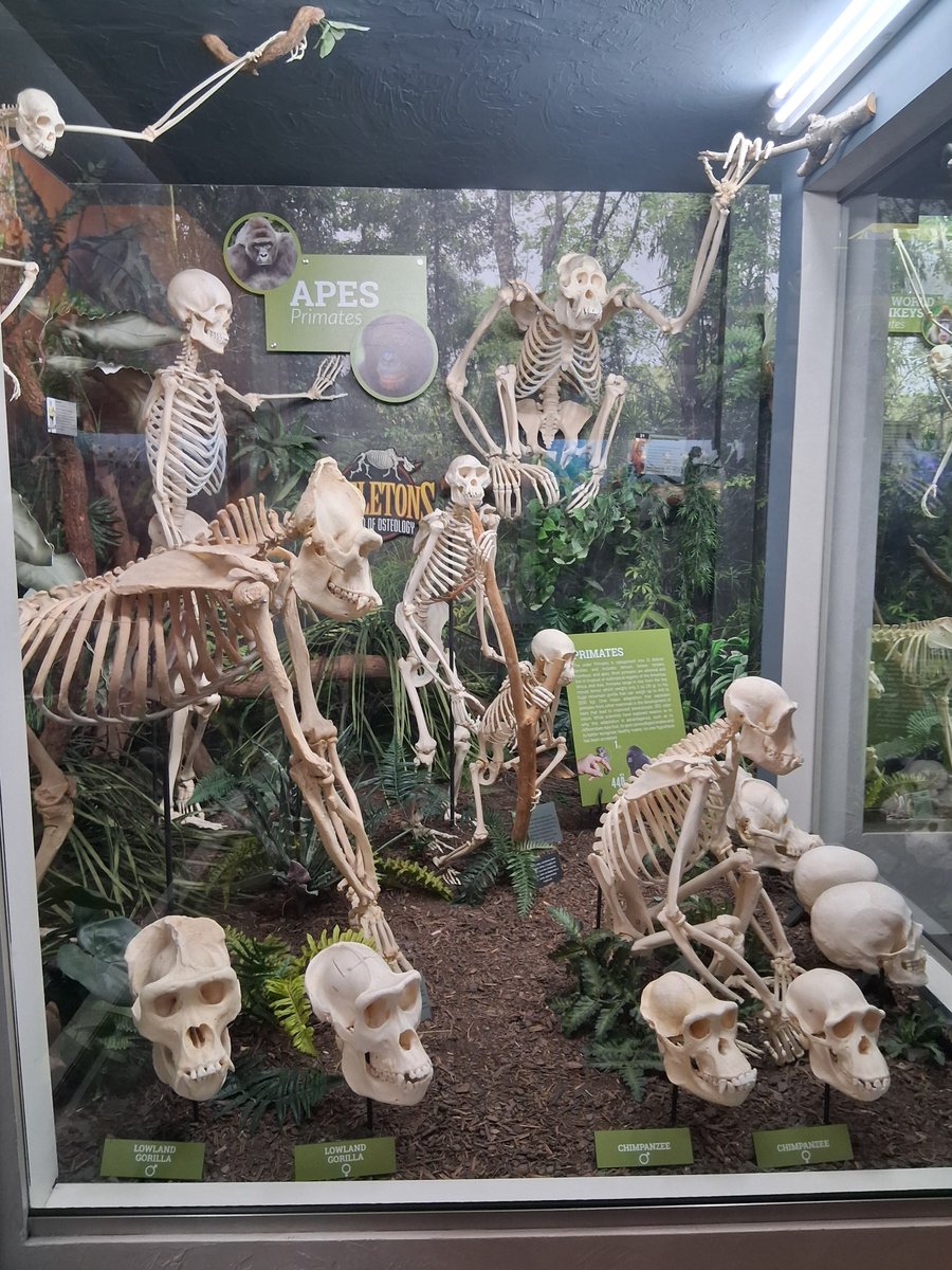 omnamaste's tweet image. skeletal remains