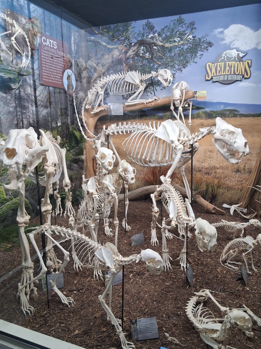 omnamaste's tweet image. skeletal remains