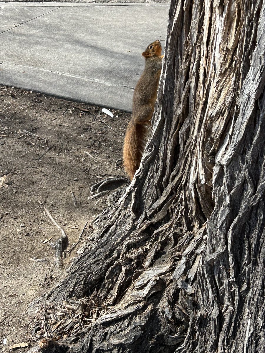 #Haiku Monday, fake news edition 

February 9, 2026
Scampering squirrel
sweats through his thick winter coat. 
False spring whispers lies.