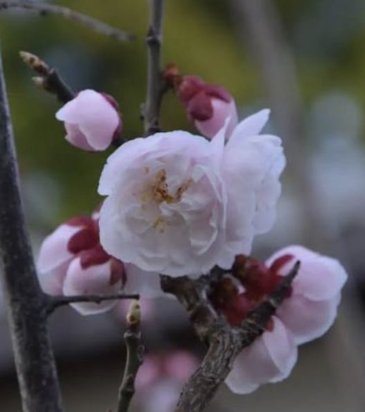 okyubiyori's tweet image. 三寒四温
梅が咲いてきた

暖かい施術ベッドで鍼灸ケア
ご予約受付中です