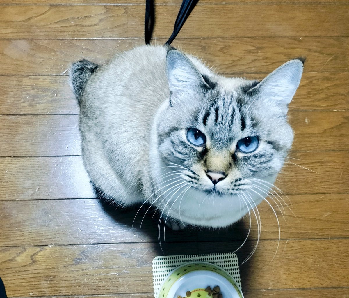 欲しかったのはこれじゃない ＃ねこ好きさんと繋がりたい #ねこ