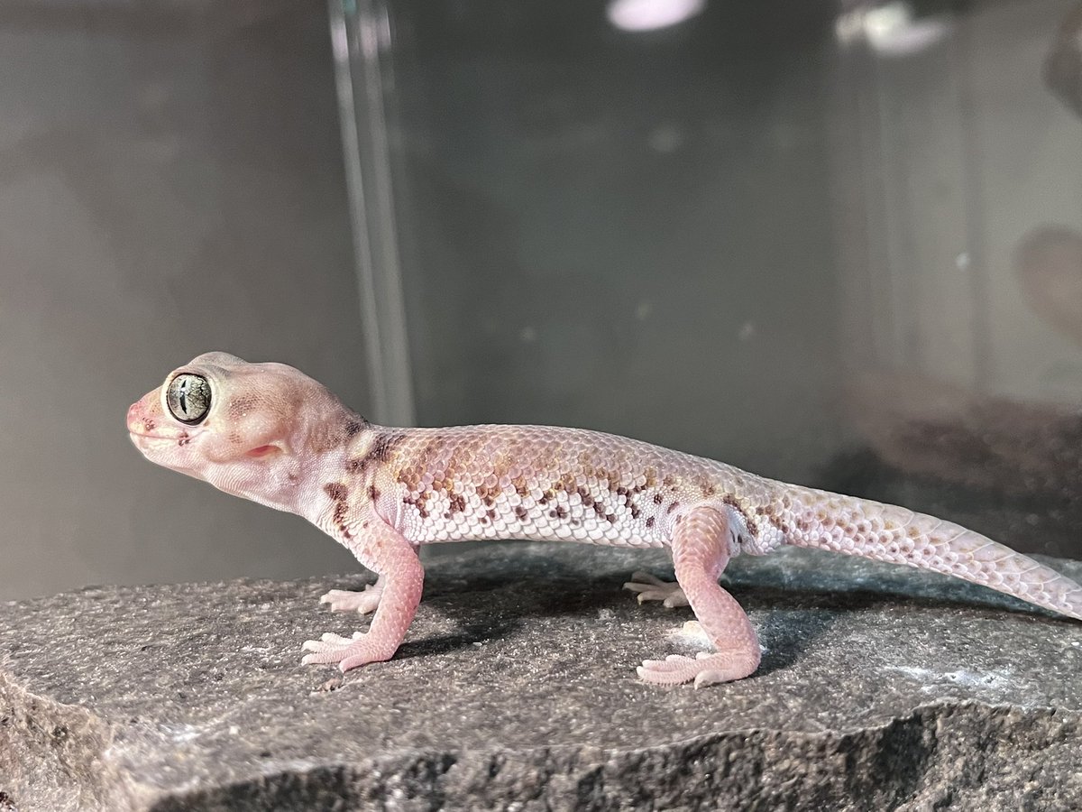 ゾノ (@zo___no) / Posts / X